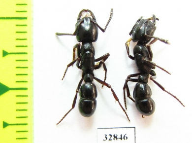 Formicidae sp.  South Africa Rep. - INSECTS-STORE.RU