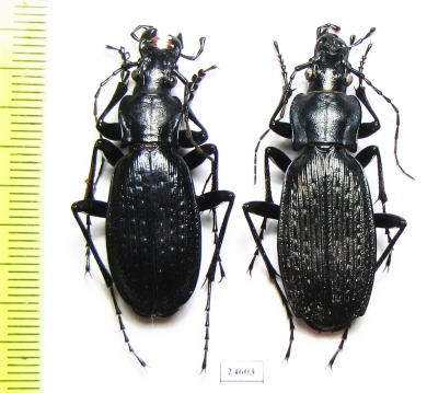Carabus (Archiplectes) besleticus mtsaranus, pair  Abkhazia - INSECTS-STORE.RU