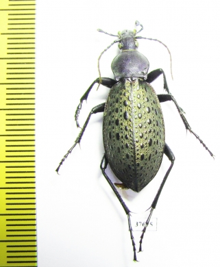 Carabus (Coptolabrus) formosus brockmanni  China - INSECTS-STORE.RU