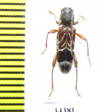 Anaglyptus arabicus  Georgia - INSECTS-STORE.RU