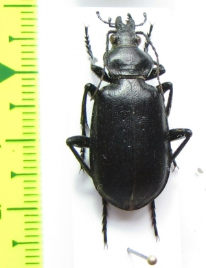 Calosoma reitteri  Kazakhstan - INSECTS-STORE.RU