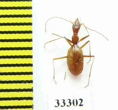 Aphaenops ochsi reymondi  France - INSECTS-STORE.RU