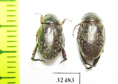 Rutelinae sp.  South Africa Rep. - INSECTS-STORE.RU