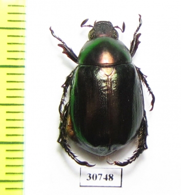 Anomala antiqua  Australia - INSECTS-STORE.RU