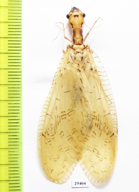 Megaloptera sp.  Panama - INSECTS-STORE.RU