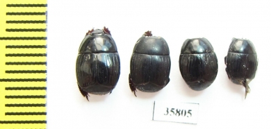 Histeridae sp.  Tanzania - INSECTS-STORE.RU