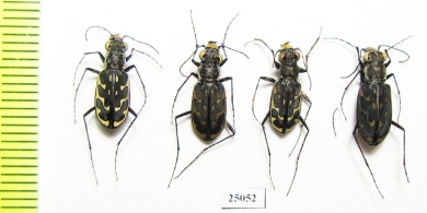 Cicindelinae sp., pair  Namibia - INSECTS-STORE.RU