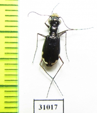 Cicindela scabrosa  USA - INSECTS-STORE.RU