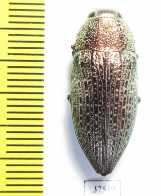 Lampetis mimosae  Iran, Khuzestan prov. - INSECTS-STORE.RU