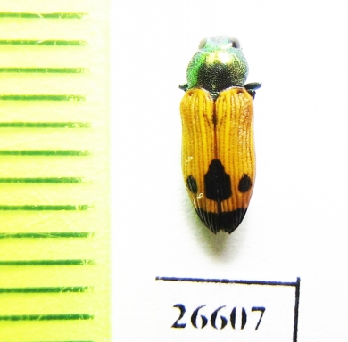 Castiarina viridiventris  Australia - INSECTS-STORE.RU