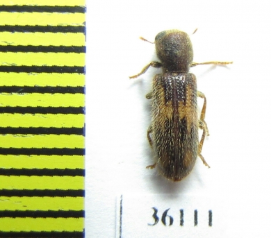 Cleridae sp.  Thailand - INSECTS-STORE.RU