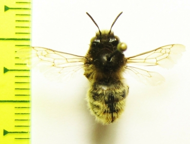 Hymenoptera sp.  Tajikistan - INSECTS-STORE.RU