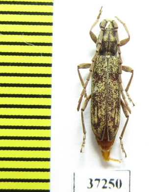 Cerambycidae sp.  South Africa Rep. - INSECTS-STORE.RU