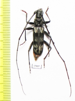 Cerambycidae sp.  Zimbabwe - INSECTS-STORE.RU
