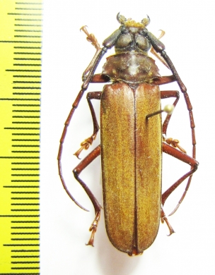 Orthomegas cinnamomeus  Peru - INSECTS-STORE.RU