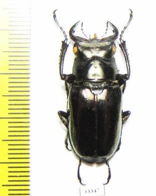 Lucanus lesnei  Myanmar - INSECTS-STORE.RU