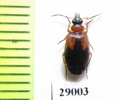 Carabidae sp.  Tanzania - INSECTS-STORE.RU