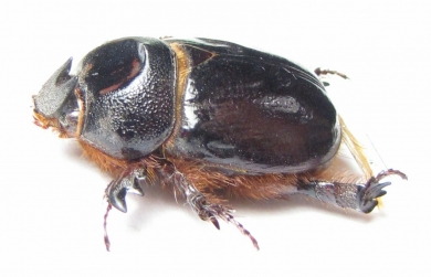 Temnorhynchus sp., male  South Africa Rep. - INSECTS-STORE.RU