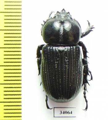 Phileurini sp.  Ecuador - INSECTS-STORE.RU