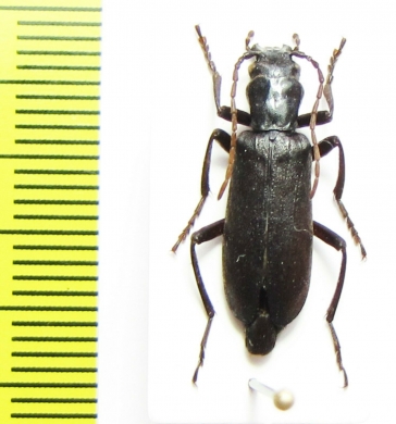 Ditylus sp.  China, Sichuan prov. - INSECTS-STORE.RU