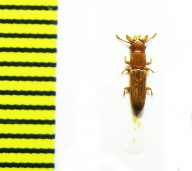 Prostomidae, Prostomis maroccana  Morocco - INSECTS-STORE.RU