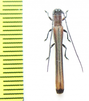 Cerambycidae sp.  Malaysia, Borneo - INSECTS-STORE.RU