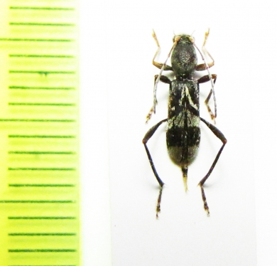 Demonax punctifemoralis  Thailand - INSECTS-STORE.RU