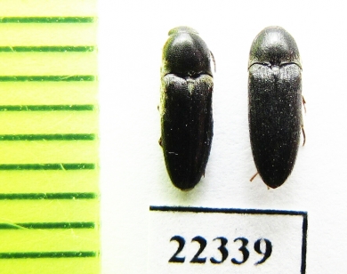 Eucnemidae sp.  Peru - INSECTS-STORE.RU