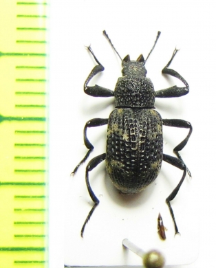 Tenebrionidae sp.  Vietnam - INSECTS-STORE.RU