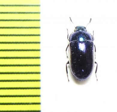 Tenebrionidae sp.  Indonesia, Papua - INSECTS-STORE.RU