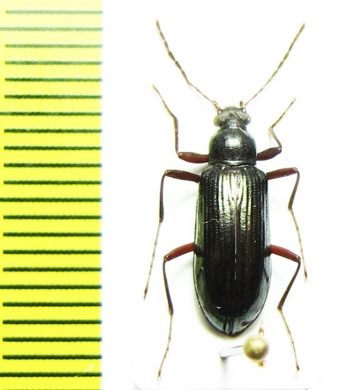 Tenebrionidae sp.  Malaysia - INSECTS-STORE.RU