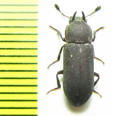 Cryphaeus sp.  Malaysia - INSECTS-STORE.RU