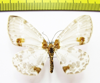 Geometridae sp.  Nepal - INSECTS-STORE.RU