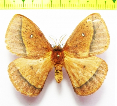 Lasiocampidae sp.  Tanzania - INSECTS-STORE.RU