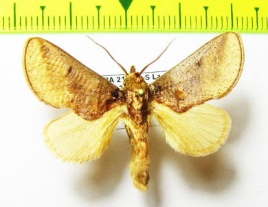 Noctuidae sp.  Bolivia - INSECTS-STORE.RU