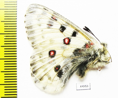 Parnassius actius brutus  Tajikistan - INSECTS-STORE.RU