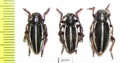 Dorcadion scabricolle, pair  Azerbaijan - INSECTS-STORE.RU