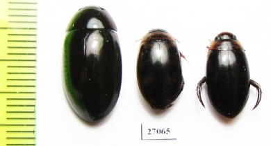 Dytiscidae sp.  South Africa Rep. - INSECTS-STORE.RU