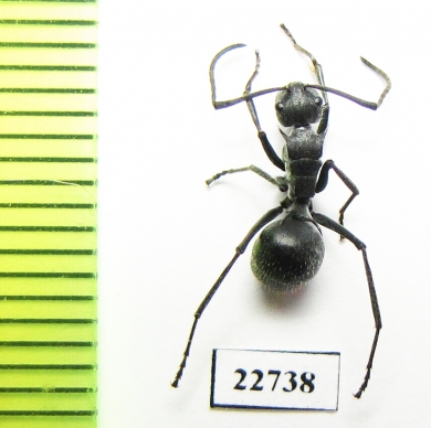 Formicidae sp.  South Africa Rep. - INSECTS-STORE.RU