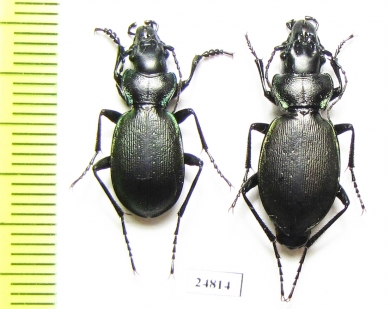 Carabus (Procechenochilus) adangensis gusevi, pair  Georgia - INSECTS-STORE.RU