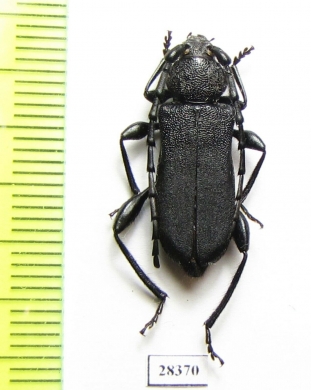 Ropalopus clavipes  Greece - INSECTS-STORE.RU