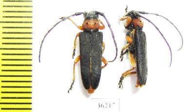 Phytoecia affinis  Russia, Volgograd reg. - INSECTS-STORE.RU