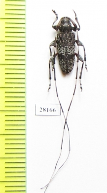 Acanthocinus carinulatus  Russia, Burjatia reg. - INSECTS-STORE.RU