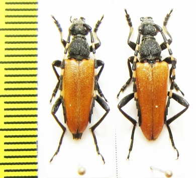 Corymbia variicornis  Russia, Far East - INSECTS-STORE.RU