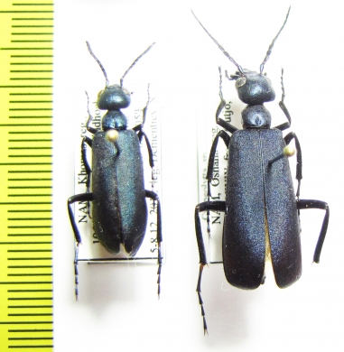 Cyaneolytta sp.  Namibia - INSECTS-STORE.RU