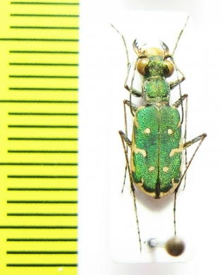 Myriochila sp.  Namibia - INSECTS-STORE.RU