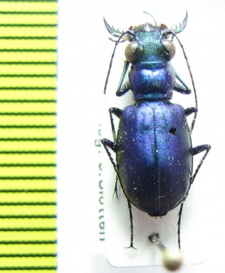 Cicindela scutellaris unicolor  USA - INSECTS-STORE.RU