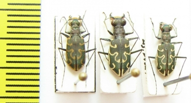 Cylindera litterifera  Tajikistan - INSECTS-STORE.RU