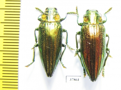 Buprestidae sp.  Indonesia, Ceram isl. - INSECTS-STORE.RU