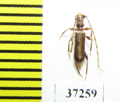 Cerambycidae sp.  South Africa Rep. - INSECTS-STORE.RU